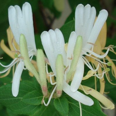 fleurs de chevrefeuille odorant